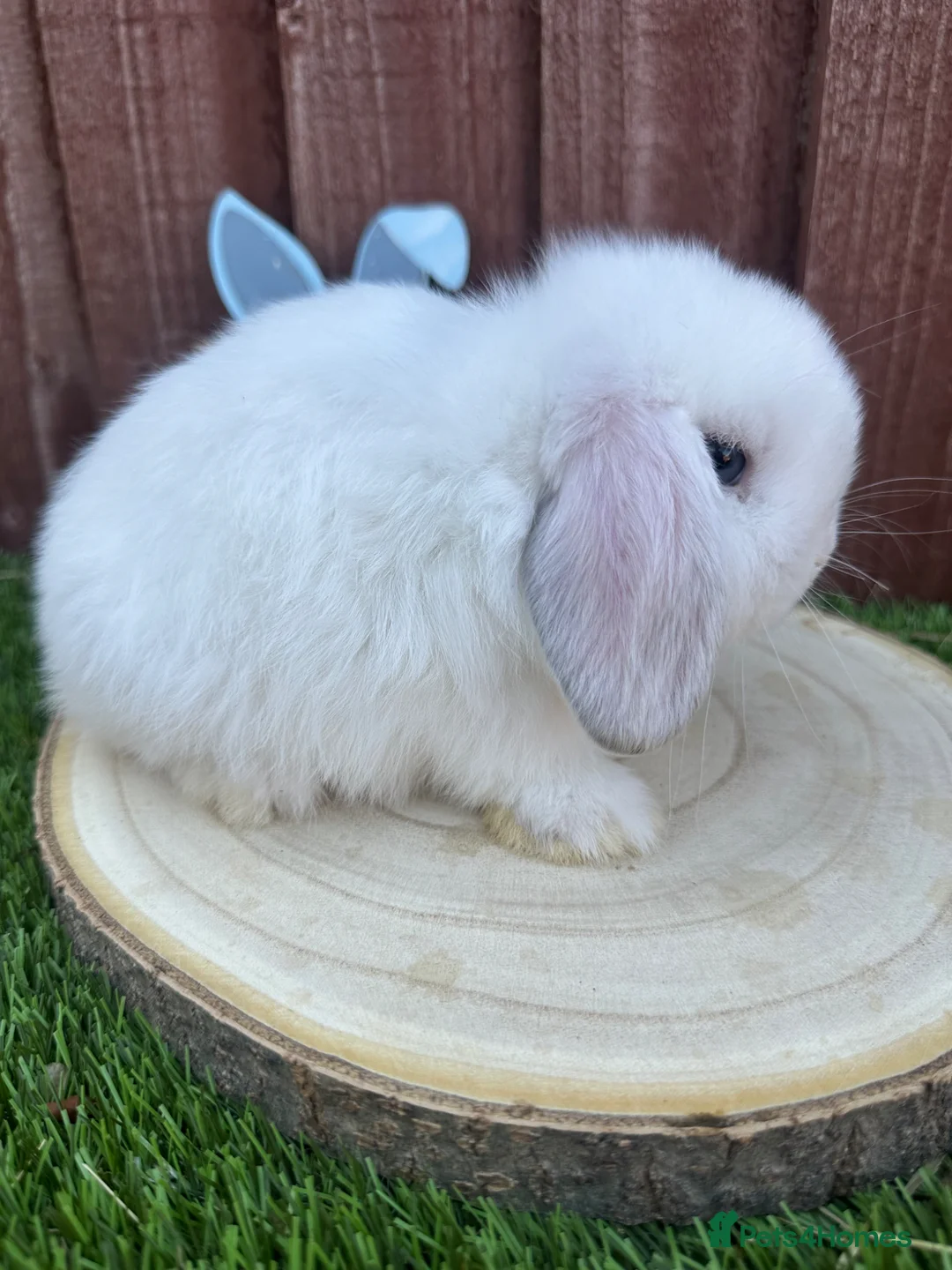 Mini Lop rabbits for sale: Beautiful purebred mini lops ready to reserve 😍 - Advert 1