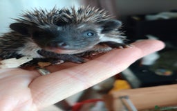 Pygmy Hedgehog rodents for sale: african pygmy hedgehogs - Image 9