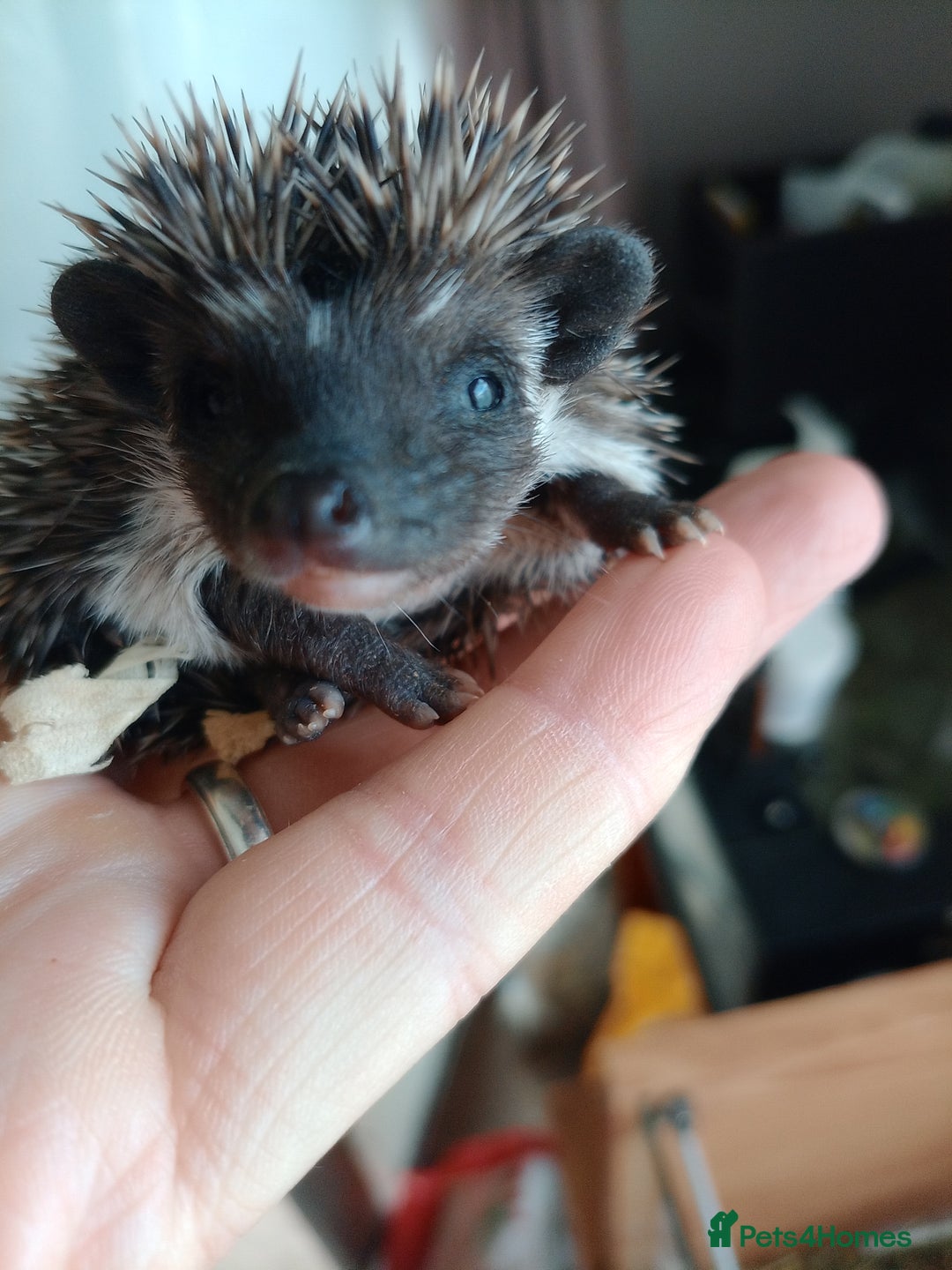Pygmy Hedgehog rodents for sale: african pygmy hedgehogs - Image 9