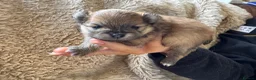 Pomeranian dogs for sale: Orange sable teddy bear type Pomeranians  - Advert 13