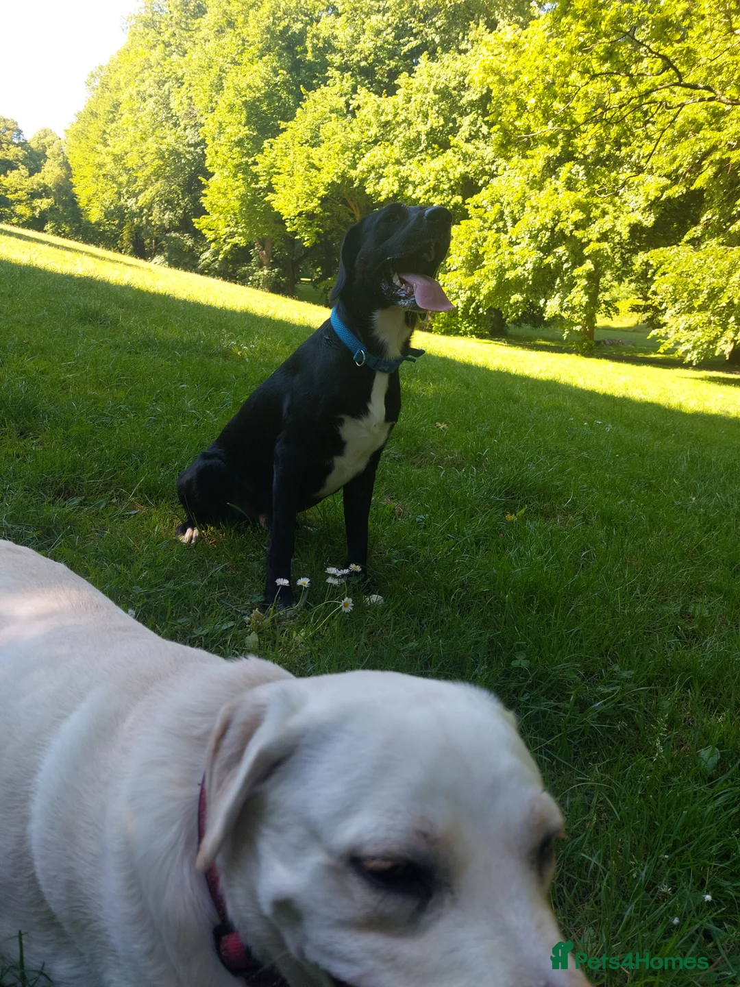 Mixed Breed dogs for stud: Labrador cross springer spaniel male - Advert 1