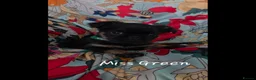 Griffon Bruxellois dogs for sale: Stunning Griffon Bruxellois puppies KC registered - Advert 14