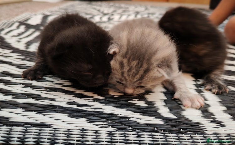 British Shorthair cats - Advert 14