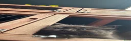 Mixed Breed cats for sale: Cuddly Kittens (Ready to Go) - Advert 6