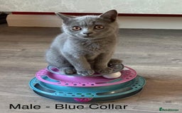 British Shorthair cats for sale: READY NOW. 3 Gorgeous Playful Affectionate BSH - Image 3