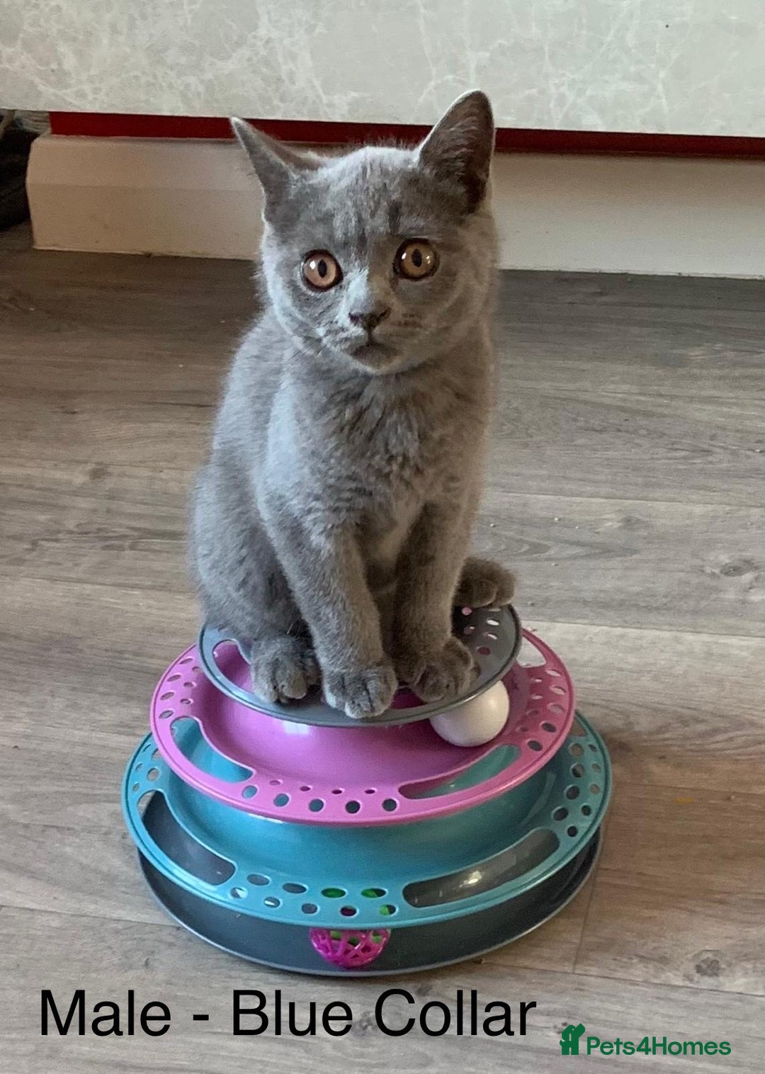 British Shorthair cats for sale: READY NOW. 3 Gorgeous Playful Affectionate BSH - Image 3