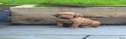 Hungarian Vizsla dogs for sale: KC Hungarian Vizsla puppies  - Advert 7