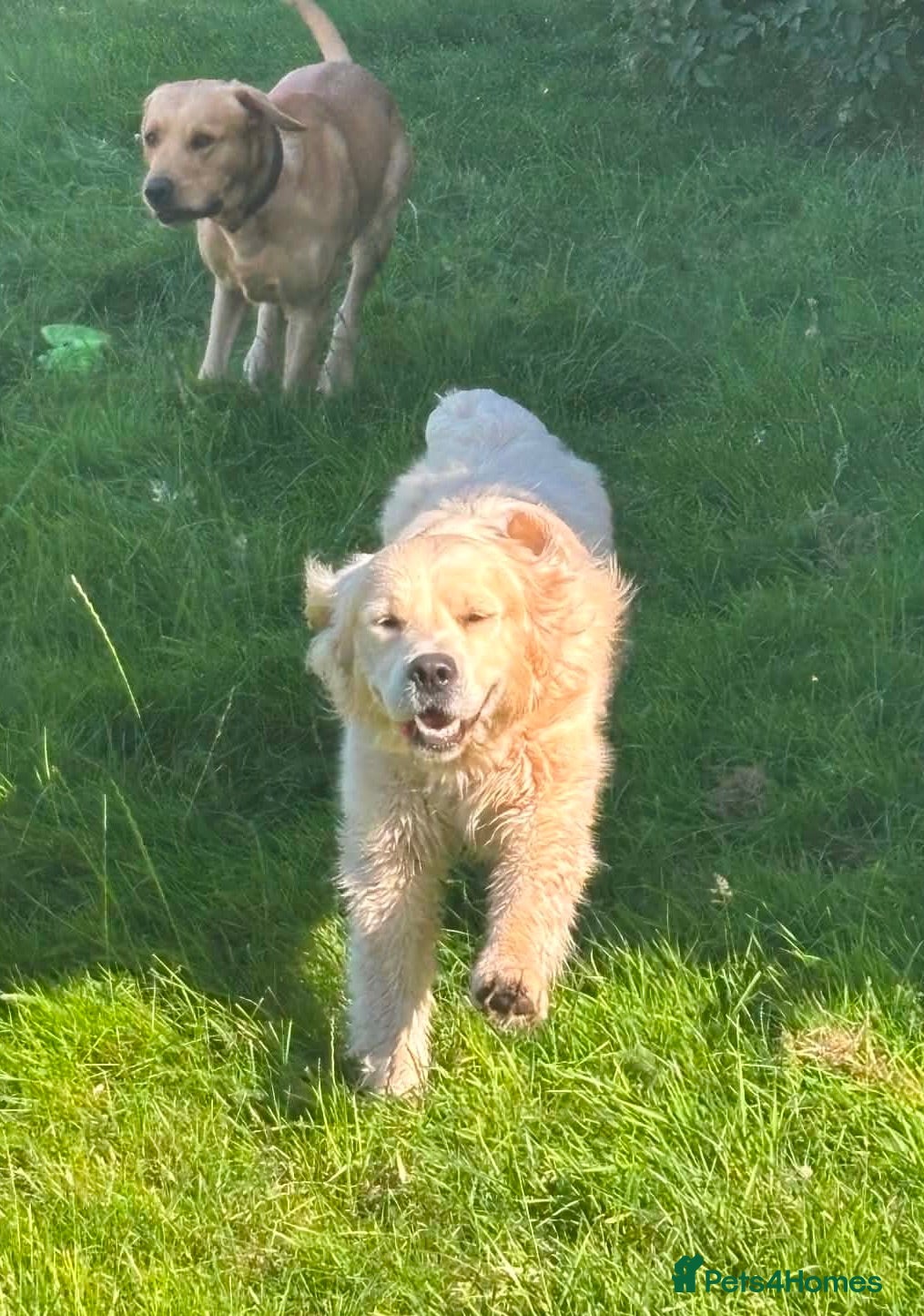 Golden Retriever dogs Thieves! They will steal your ❤️ - Advert 2