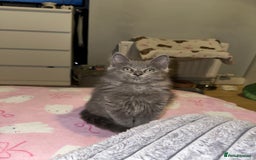 Ragdoll cats for sale: LAST 2 LEFT!!🐾Gorgeous Ragdoll x kittens   - Image 1