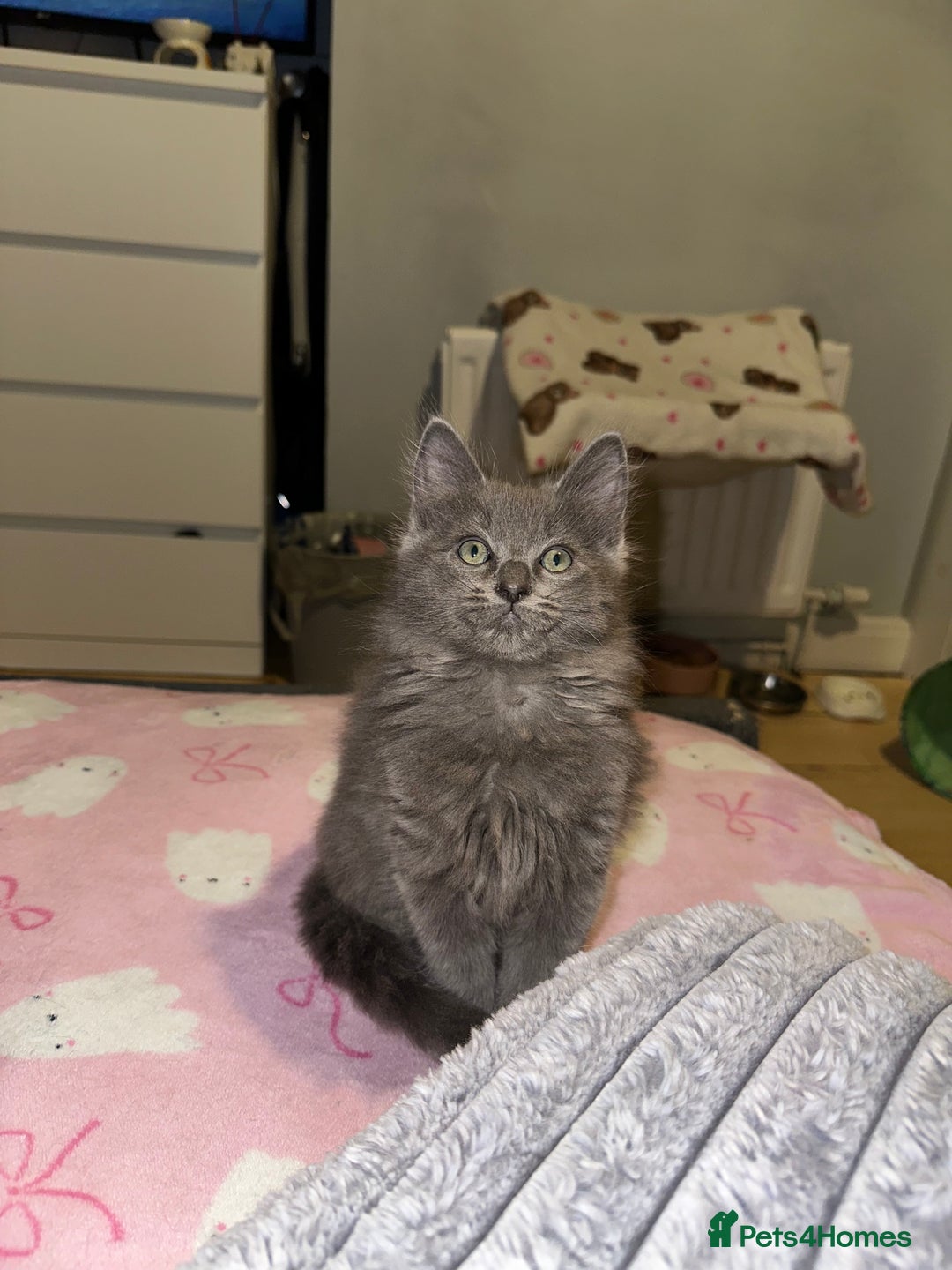 Ragdoll cats for sale: LAST 2 LEFT!!🐾Gorgeous Ragdoll x kittens   - Image 1