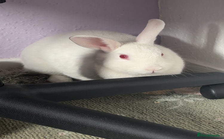 Dutch rabbits - Advert 14