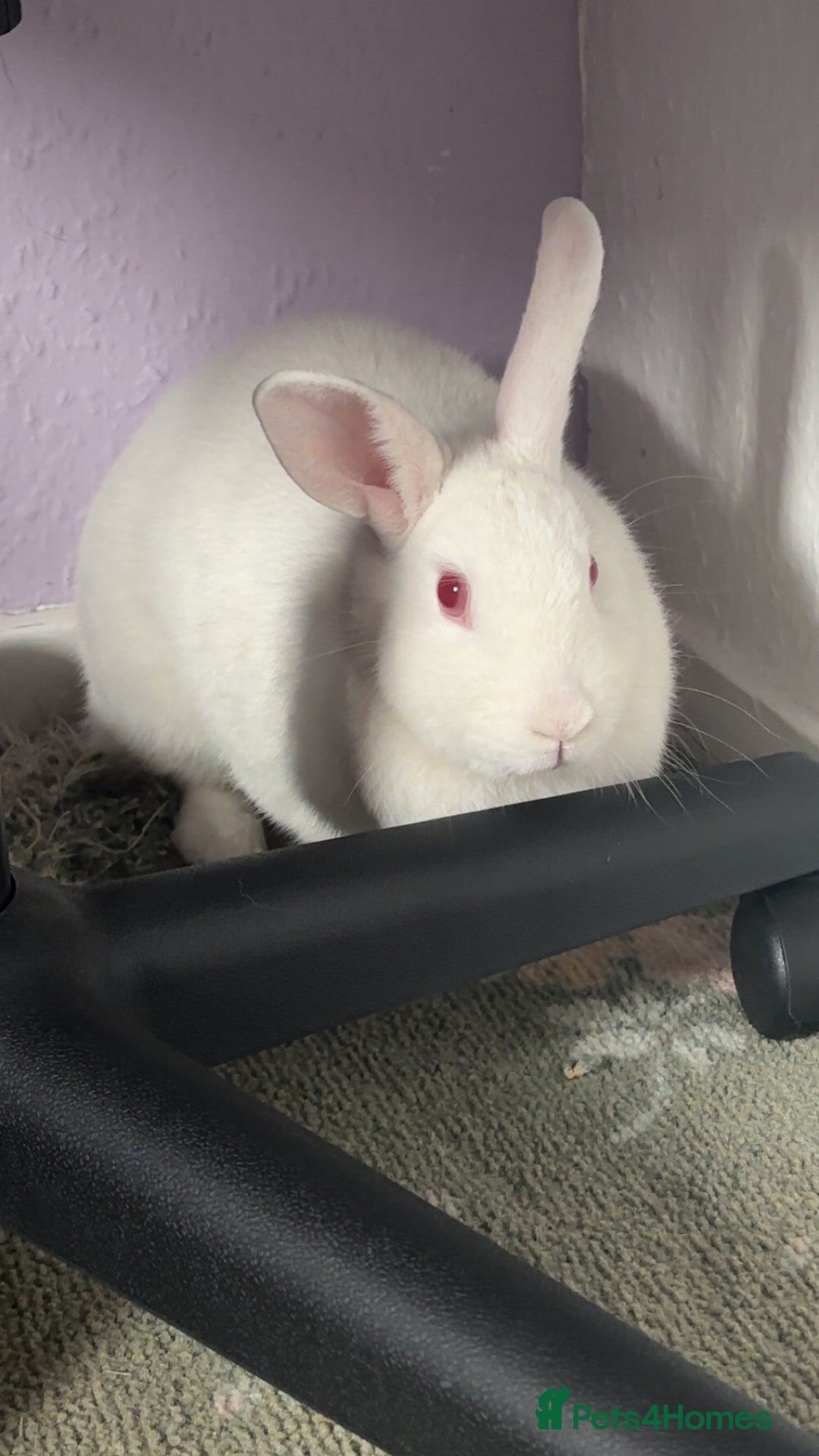 Dutch rabbits for sale: White rabbit assume dutch breed - Image 1