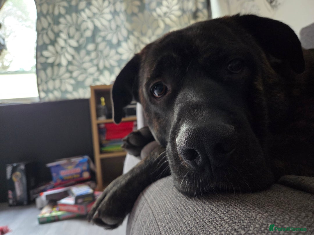 Mixed Breed dogs for stud: Hamish is looking for a lady!  - Advert 4