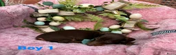 Miniature Dachshund dogs for sale: Minature Dachshund puppys  - Advert 7