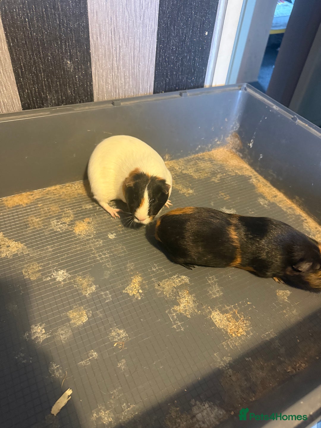 Mixed Breed rodents for sale: Sow Guinea pigs   in Preston - Advert 3