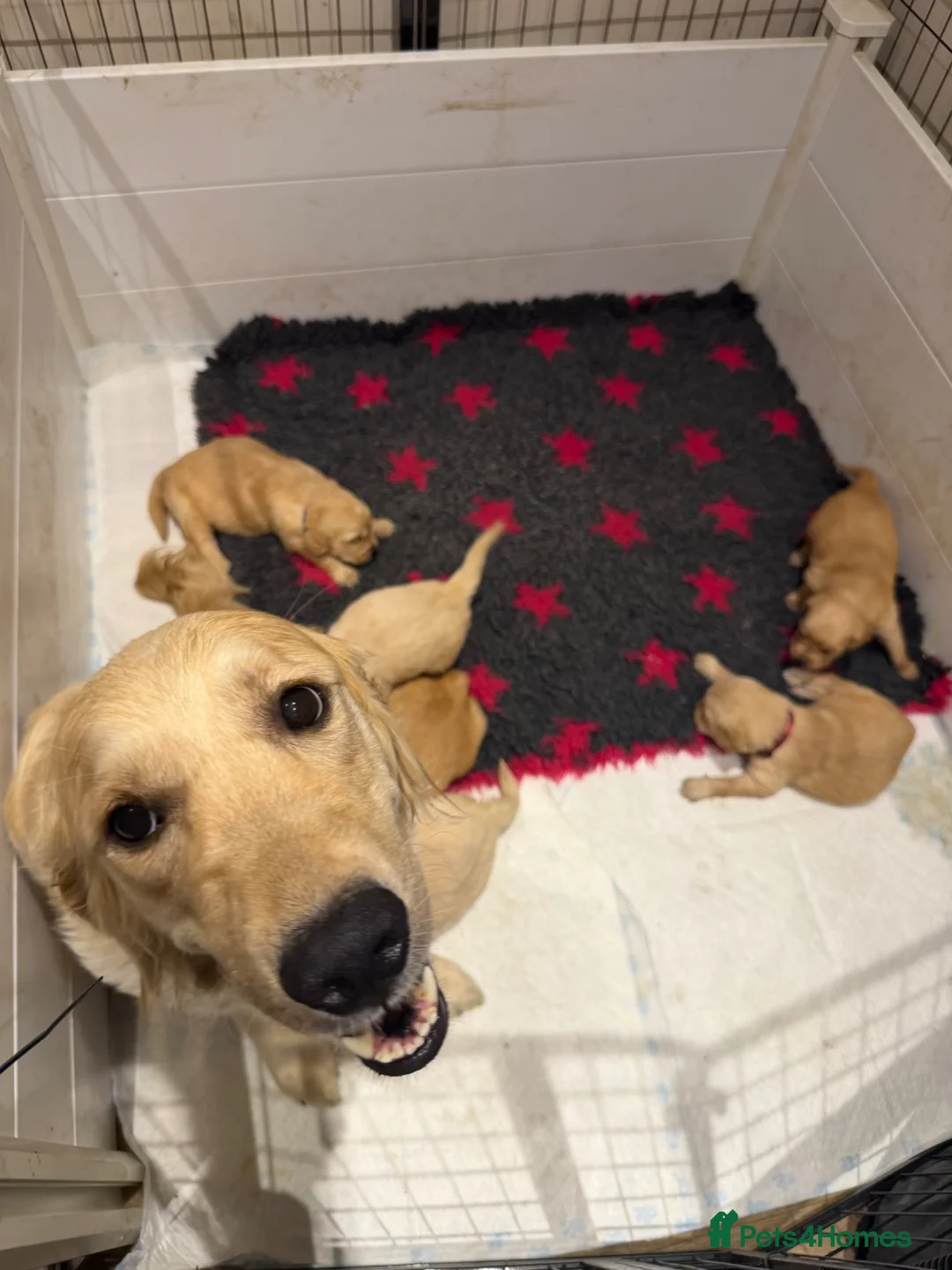Golden Retriever dogs for sale: Beautiful golden babies - Advert 1