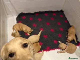 Golden Retriever dogs Beautiful golden babies - Advert 3