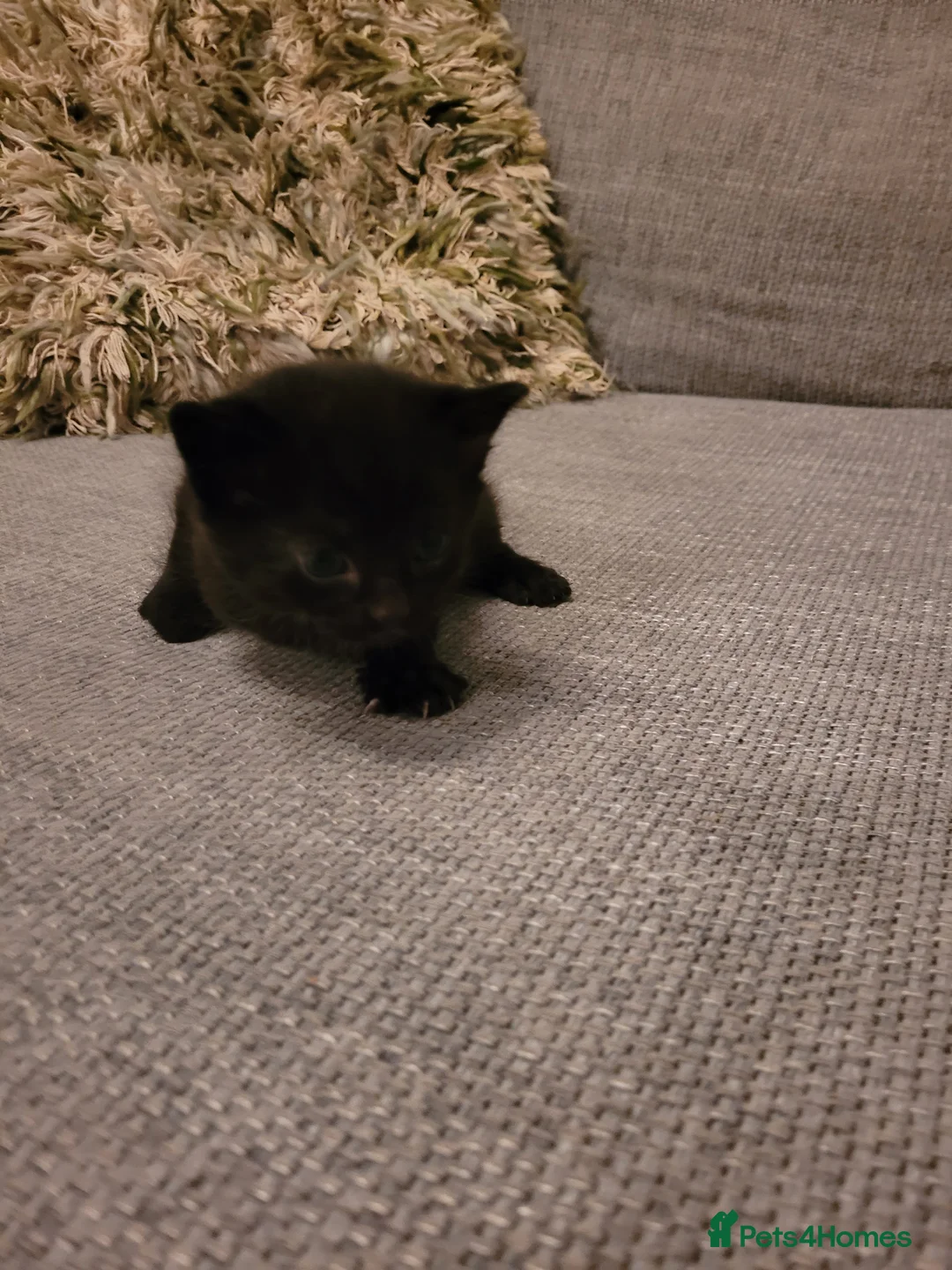 Mixed Breed cats for sale: Three Fluffy Black and White Kittens. - Advert 11