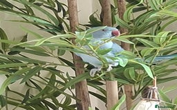 Ringnecks birds for sale: Male Indian ringneck.  - Image 1