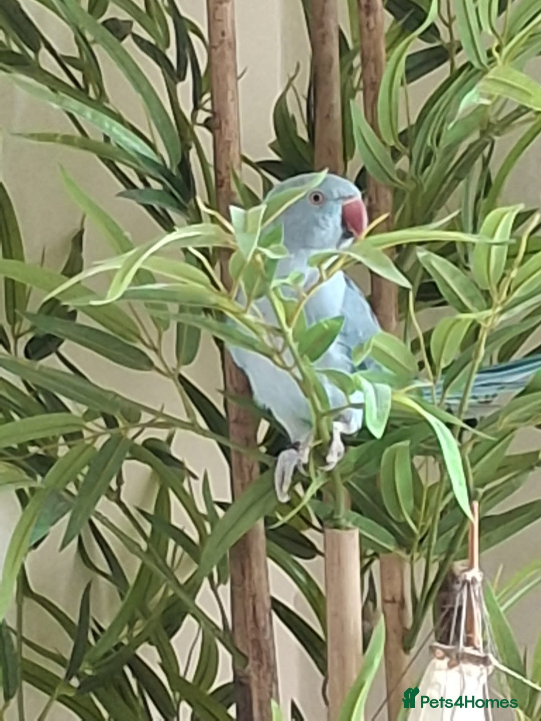 Ringnecks birds for sale: Male Indian ringneck.  - Image 1