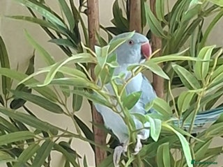 Ringnecks birds - Advert 3