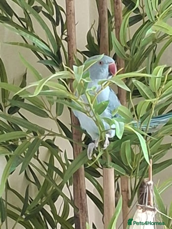 Ringnecks birds - Advert 3