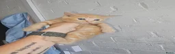 Mixed Breed cats for sale: 4 beautiful kittens left - Advert 2