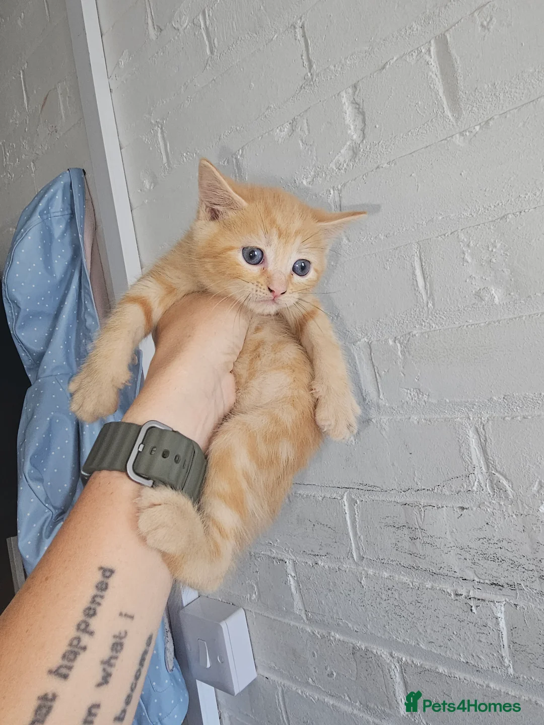 Mixed Breed cats for sale: 4 beautiful kittens left - Advert 2