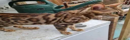 Bengal cats for sale: Cuddly affectionate lapcat - Advert 5