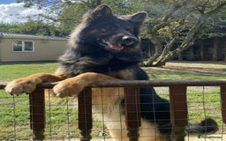 German Shepherd dogs for stud: KC Reg Shadow fully Health Tested at stud in Wisbech - Image 2