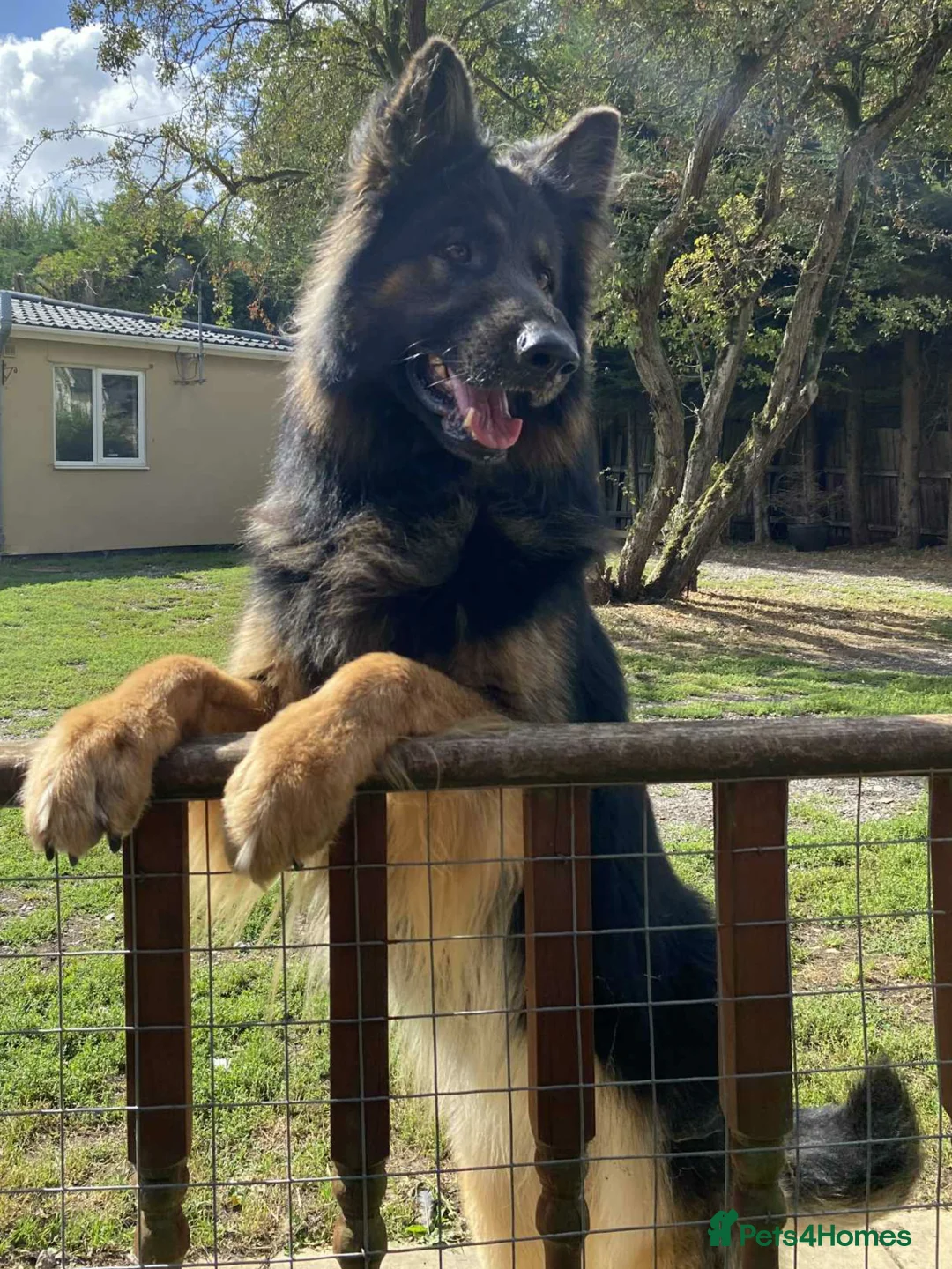 German Shepherd dogs for stud: KC Reg Shadow fully Health Tested at stud in Wisbech - Advert 2