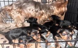 Yorkshire Terrier dogs for sale: 6 Yorkshire terriers for sale  - Image 9
