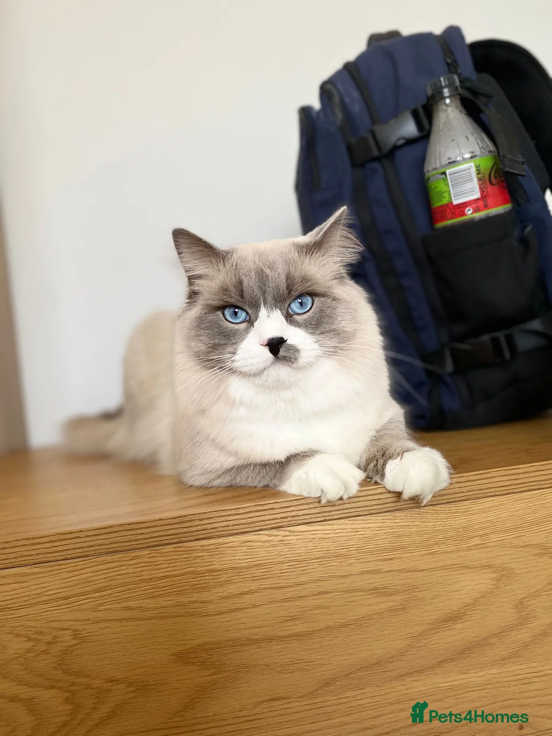 Ragdoll cats for stud: Pure Ragdoll Stud Available  in Newry - Advert 8