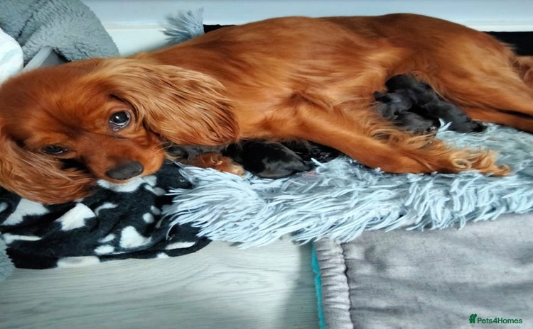 Cavapoo dogs - Advert 3