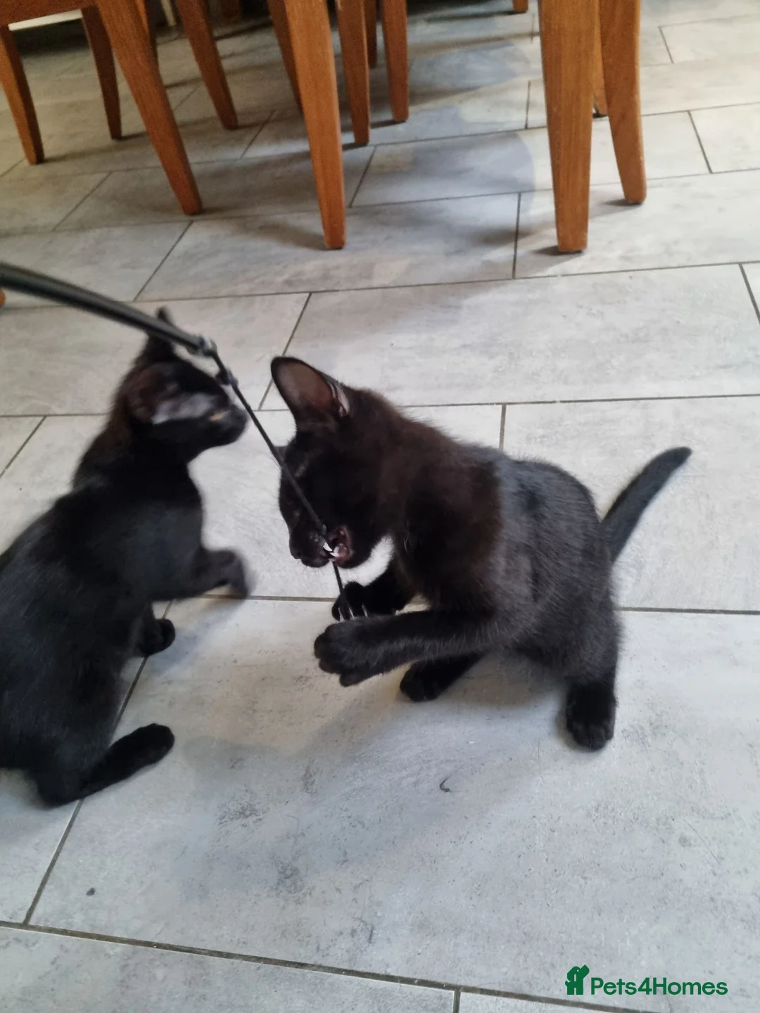 Mixed Breed cats for sale: 4 month beautiful 😍 kittens, ready to go £50.  - Advert 6