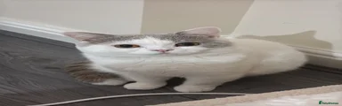 Milo
