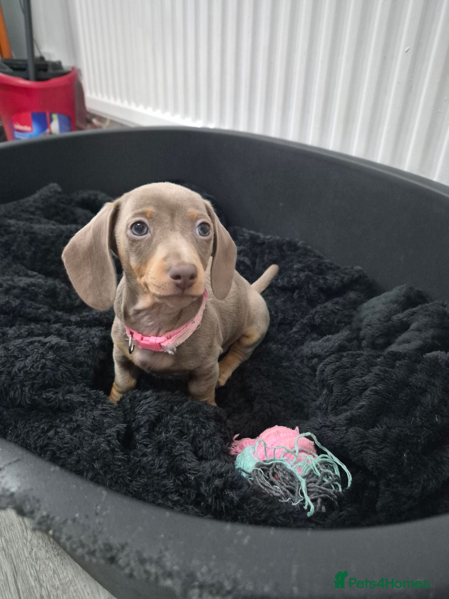 Miniature Dachshund dogs *2 girls left* Miniature Dachshund 🐾 - Advert 1