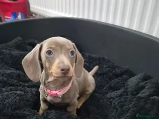 Miniature Dachshund dogs *2 girls left* Miniature Dachshund 🐾 - Advert 1