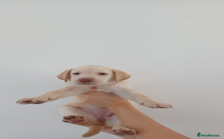 Labrador Retriever dogs - Advert 12