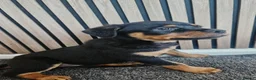 Rottweiler dogs for sale: Exceptional Rottweiler Pups- ONE GIRL LEFT. - Advert 24