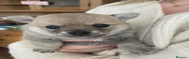 Pomchi 2