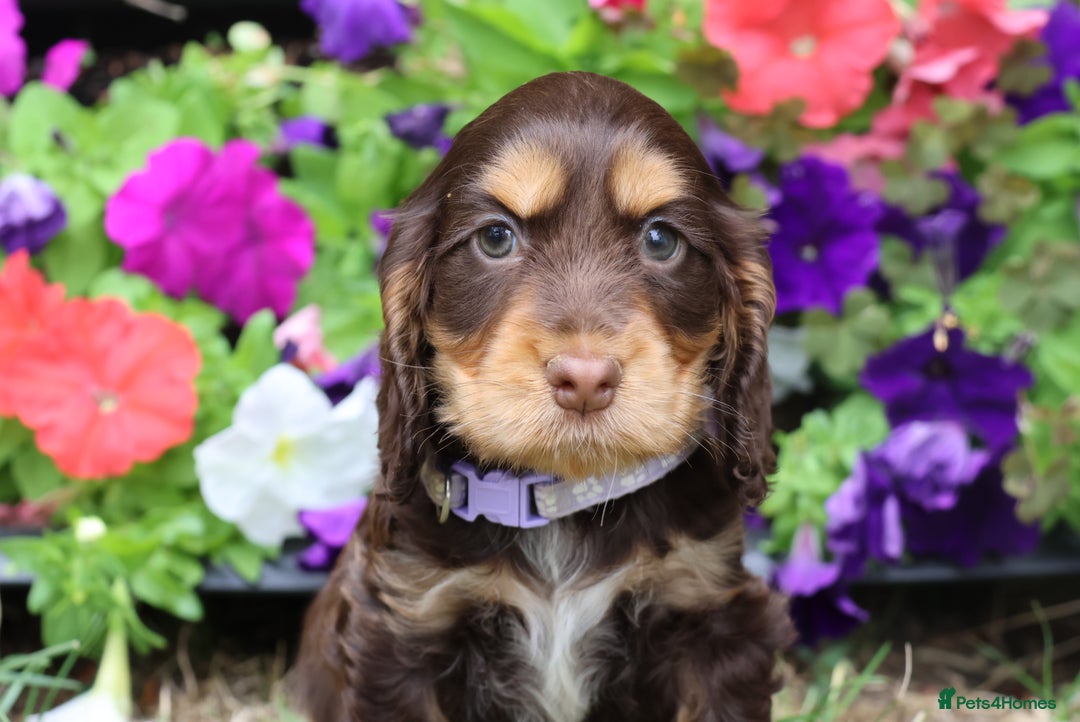 Cocker Spaniel dogs for sale: Family raised champion cocker spaniel 2 left - Image 1