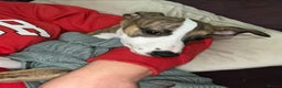 Whippet dogs for sale: Kennel club 6m old female whippet,HALO - Advert 1