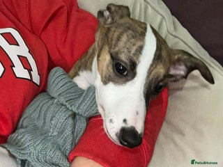 Whippet dogs Halo 6m old female whippet - Advert 1