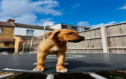 Mixed Breed dogs for sale: Staffy×Serbian Defence Male Puppy – Ready Now - Image 6