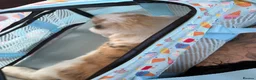 French Lop rabbits for sale: Male French lop  - Advert 2