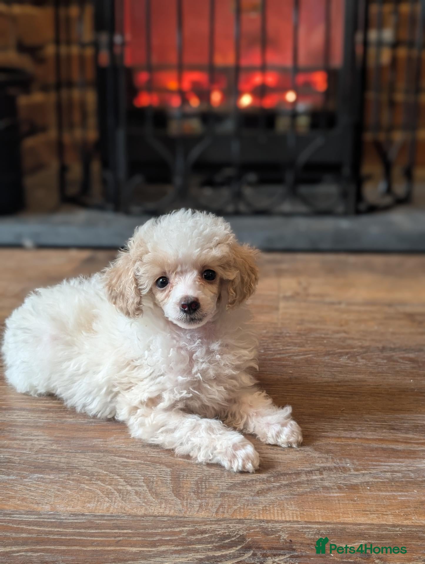 Toy Poodle dogs *Last male*KC registered toy poodles  - Advert 15