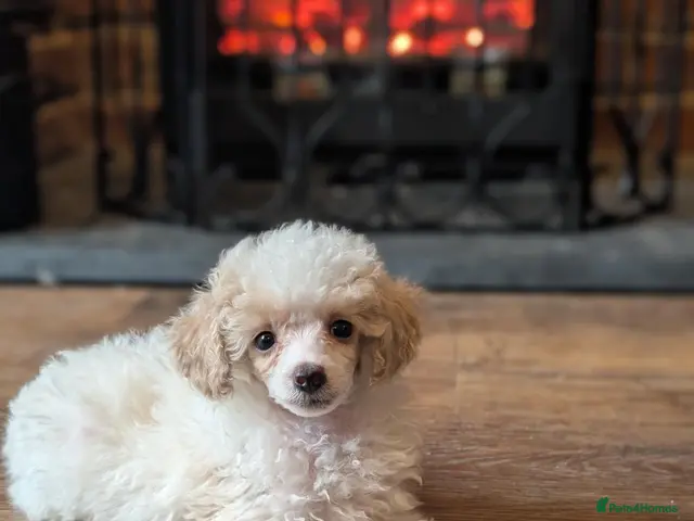 Toy Poodle dogs *Last male*KC registered toy poodles - Advert 11