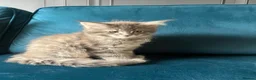 Maine Coon cats for sale: Gccf pedigree Maine coon kittens  - Advert 14