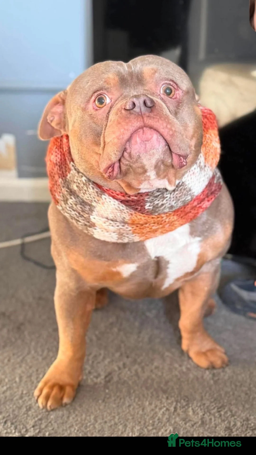 American Bully dogs for sale: Stunning Pocket Bully Looking 4 His Forever Home  - Advert 3